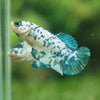 Blue/Green Dalmatian Plakat- Female