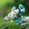 Blue/Green Dalmatian Plakat- Female