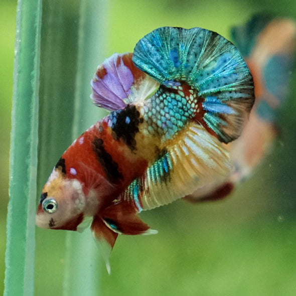 Multicolor/Galaxy Koi Plakat -16 weeks Old