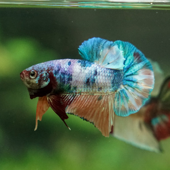 Multicolor/Galaxy Koi Plakat -13 weeks Old