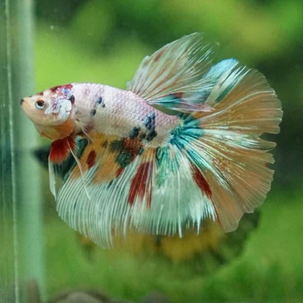 Galaxy Koi Halfmoon - 14 weeks old