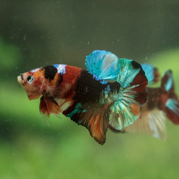 Multicolor/Galaxy Koi Plakat -13 weeks Old