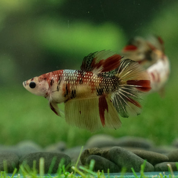 Multicolor/ Galaxy Koi Halfmoon - Female- 13 Weeks Old