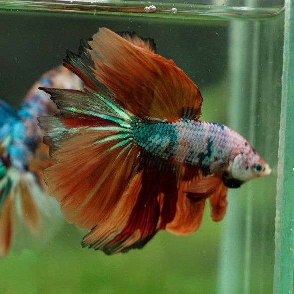 Galaxy Koi Halfmoon - 14 weeks old