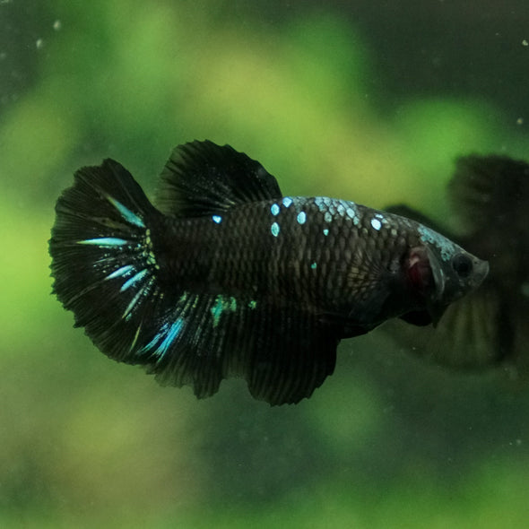 Black Galaxy Koi (Avatar) Halfmoon - Female- 13 Weeks Old