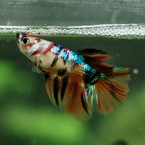 Multicolor/ Galaxy Koi Halfmoon - Female- 14 Weeks Old