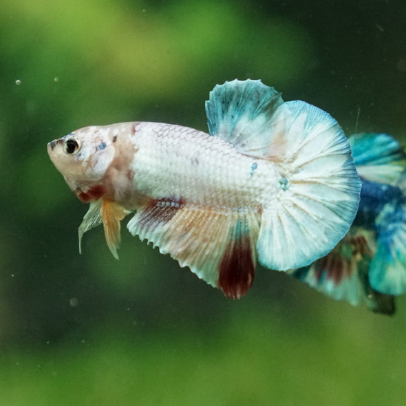 Multicolor/Galaxy Koi Plakat -11 weeks Old