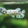 Blue/Green Dalmatian Plakat- Female