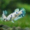 Blue/Green Dalmatian Plakat- Female