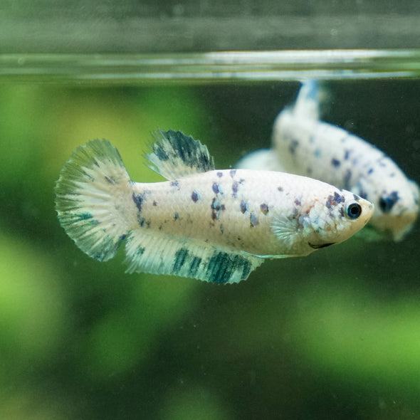 Blue/Green Dalmatian Plakat- Female