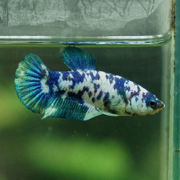 Blue/Green Dalmatian Plakat- Female