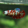 Multicolor/ Galaxy Koi Plakat- Female- 13 Weeks Old