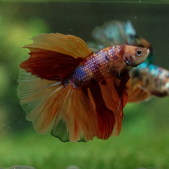 Galaxy Koi Halfmoon - 14 weeks old