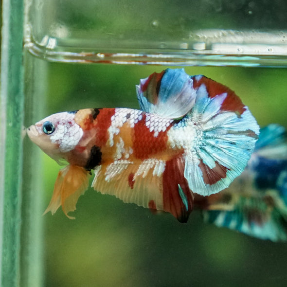 Multicolor/Galaxy Koi Plakat -16 weeks Old