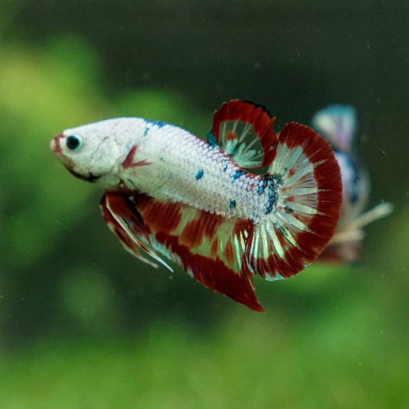 Multicolor/Galaxy Koi Plakat -13 weeks Old