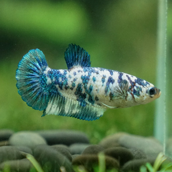 Blue/Green Dalmatian Plakat- Female