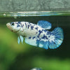 Blue/Green Dalmatian Plakat- Female