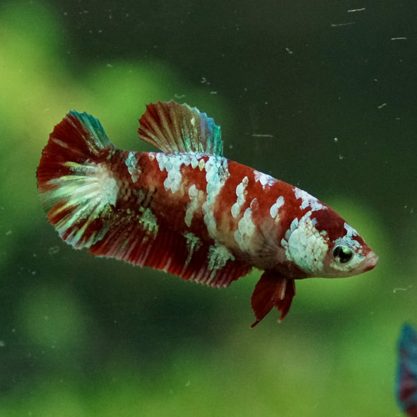 Multicolor/ Galaxy Koi Plakat- Female- 13 Weeks Old