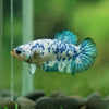 Blue/Green Dalmatian Plakat- Female