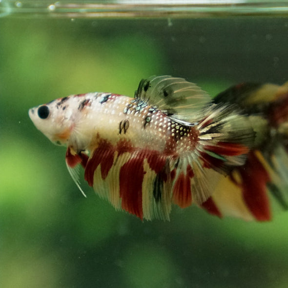 Multicolor/ Galaxy Koi Halfmoon - Female- 14 Weeks Old