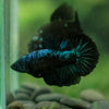 Black Galaxy Koi (Avatar) Halfmoon - Female- 13 Weeks Old