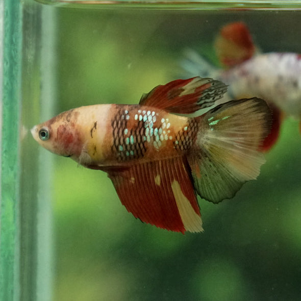 Multicolor/ Galaxy Koi Halfmoon - Female- 13 Weeks Old