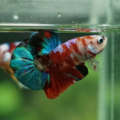 Multicolor/Galaxy Koi Plakat -11 weeks Old