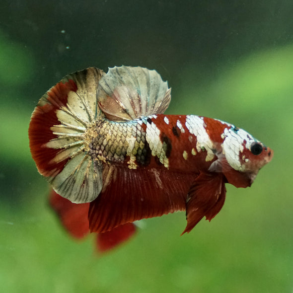 Multicolor/Galaxy Koi Plakat -13 weeks Old