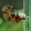 Multicolor/ Galaxy Koi Halfmoon - Female- 14 Weeks Old