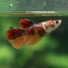 Multicolor/ Galaxy Koi Halfmoon - Female- 13 Weeks Old