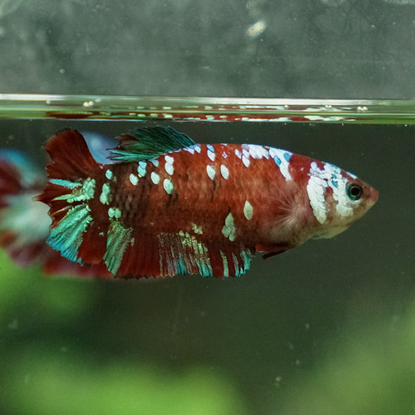 Multicolor/ Galaxy Koi Plakat- Female- 13 Weeks Old