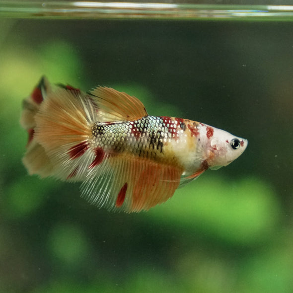Multicolor/ Galaxy Koi Halfmoon - Female- 13 Weeks Old