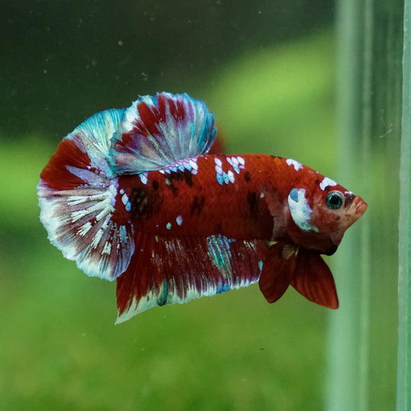 Multicolor/Galaxy Koi Plakat -13 weeks Old