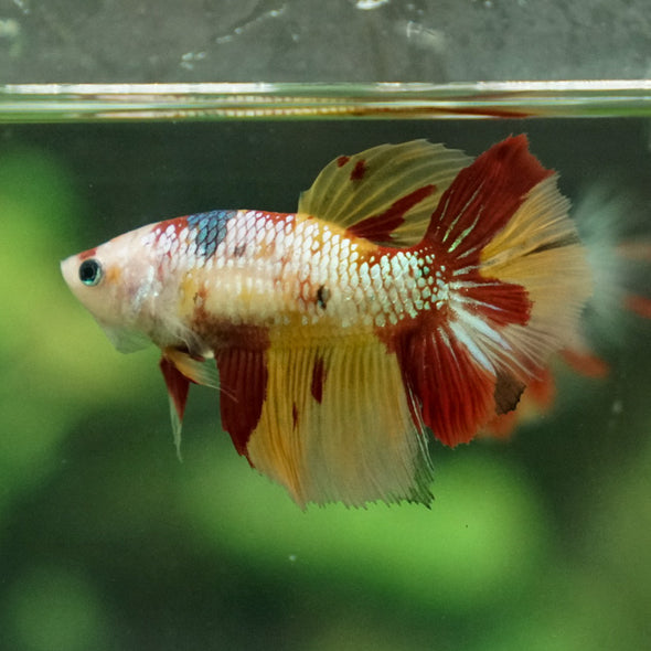 Multicolor/ Galaxy Koi Halfmoon - Female- 13 Weeks Old