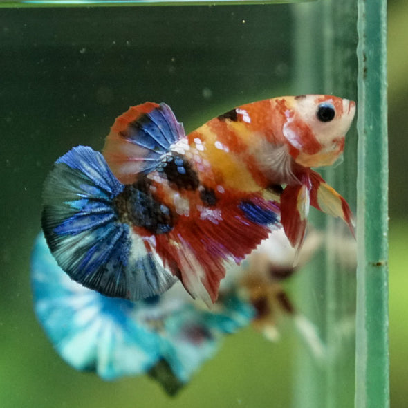 Multicolor/Galaxy Koi Plakat -11 weeks Old