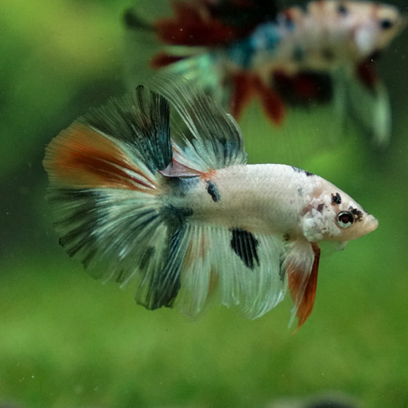 Galaxy Koi Halfmoon - 11 weeks old