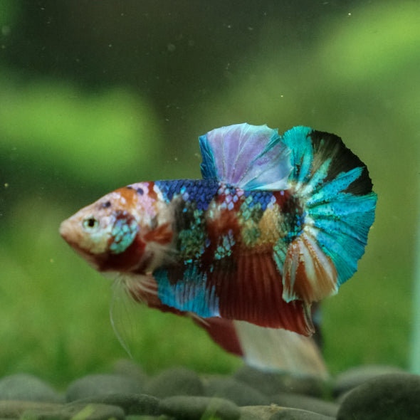 Multicolor/Galaxy Koi Plakat -13 weeks Old