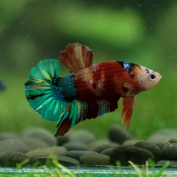 Multicolor/Galaxy Koi Plakat -13 weeks Old