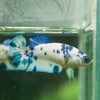 Blue/Green Dalmatian Plakat- Female