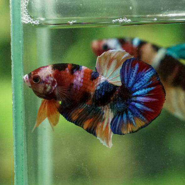 Multicolor/Galaxy Koi Plakat -13 weeks Old