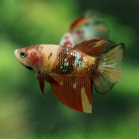 Multicolor/ Galaxy Koi Halfmoon - Female- 13 Weeks Old