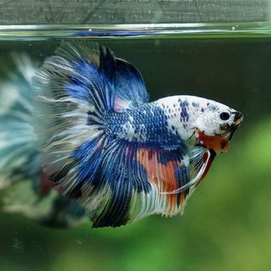 Galaxy Koi Halfmoon - 13 weeks old