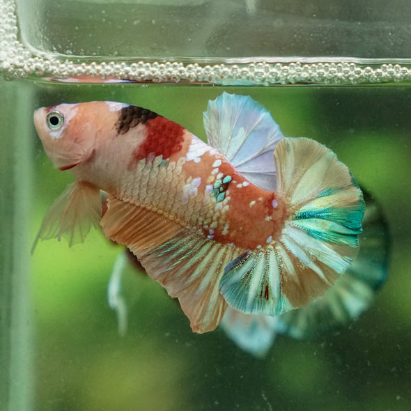 Multicolor/Galaxy Koi Plakat -13 weeks Old