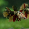 Multicolor/ Galaxy Koi Halfmoon - Female- 14 Weeks Old