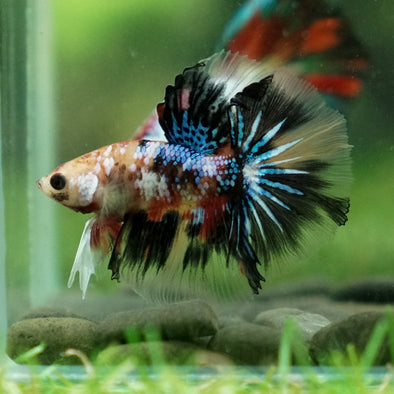 Candy/Galaxy Koi Halfmoon - 11 weeks old