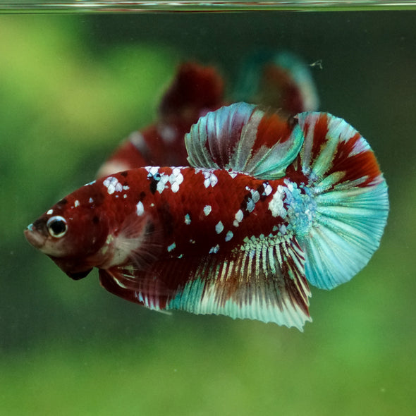 Multicolor/Galaxy Koi Plakat -13 weeks Old