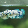 Blue/Green Dalmatian Plakat- Female