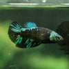 Black Galaxy Koi (Avatar) Halfmoon - Female- 13 Weeks Old