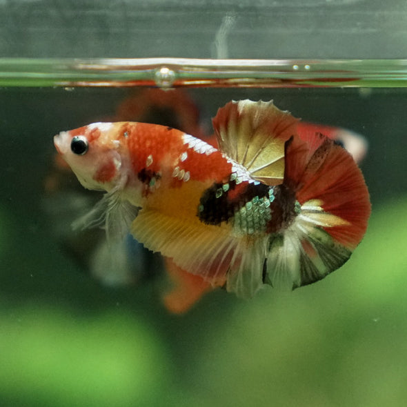 Multicolor/Galaxy Koi Plakat -12 weeks Old