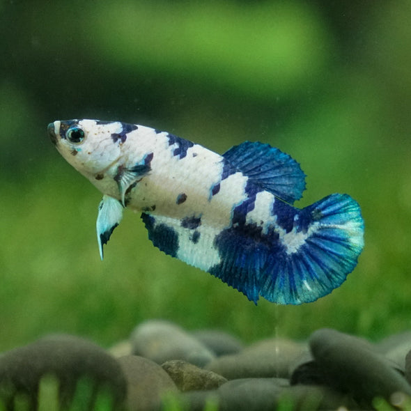 Half Moon White Opal Female Betta White Opal Betta Fish For Sale